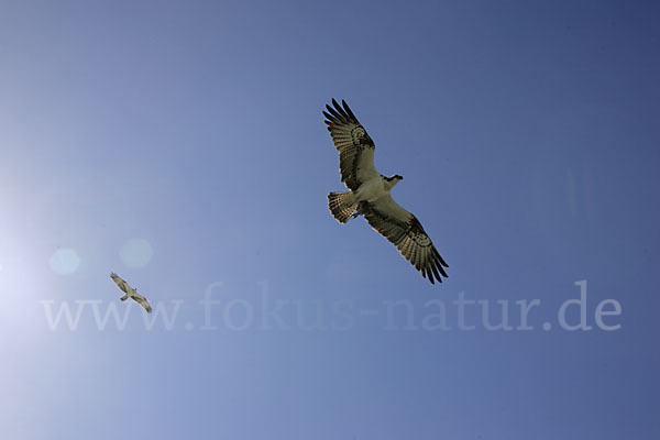 Fischadler (Pandion haliaetus)