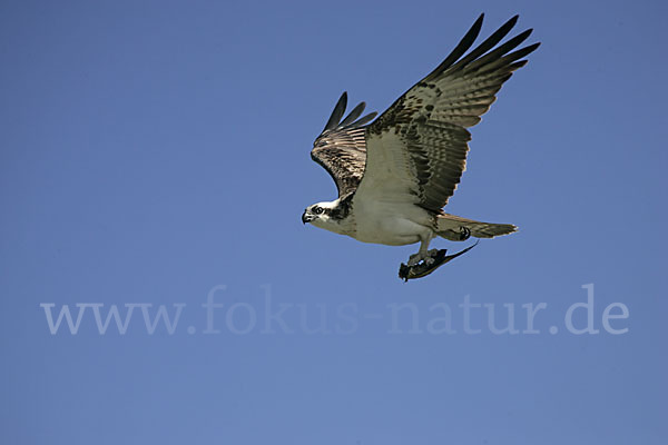 Fischadler (Pandion haliaetus)