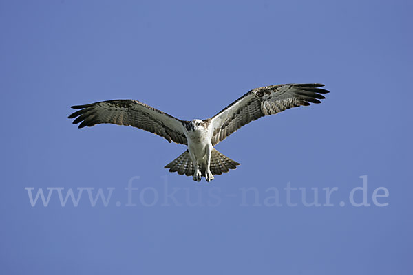 Fischadler (Pandion haliaetus)