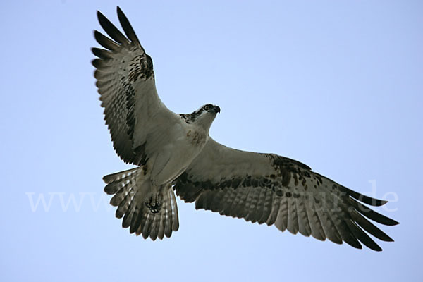 Fischadler (Pandion haliaetus)