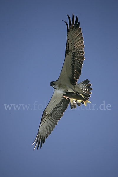 Fischadler (Pandion haliaetus)