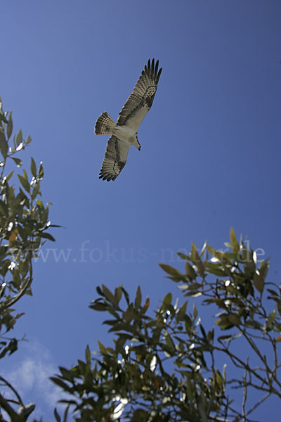 Fischadler (Pandion haliaetus)