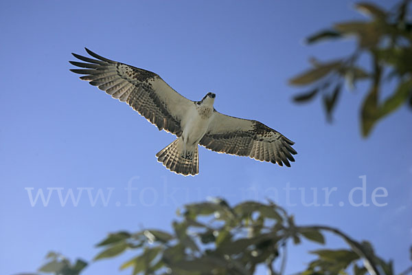 Fischadler (Pandion haliaetus)