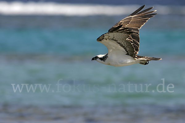 Fischadler (Pandion haliaetus)