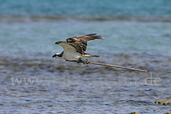 Fischadler (Pandion haliaetus)