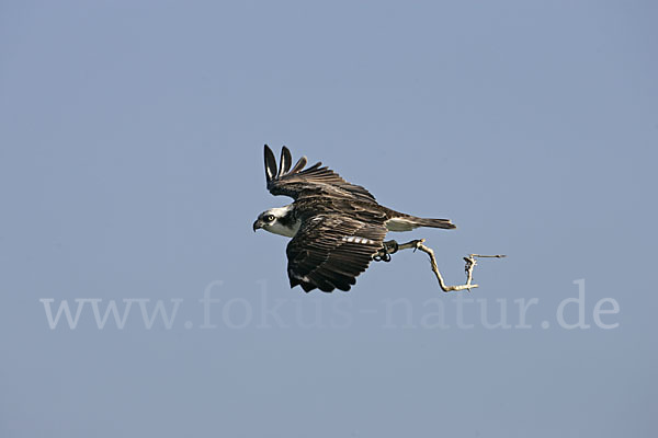 Fischadler (Pandion haliaetus)