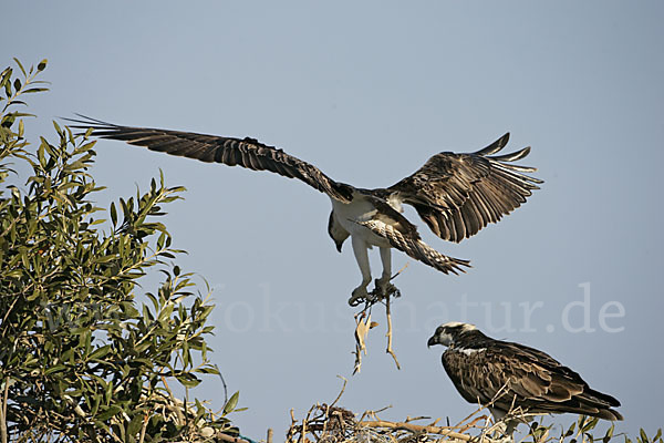 Fischadler (Pandion haliaetus)