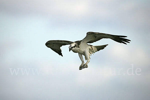 Fischadler (Pandion haliaetus)