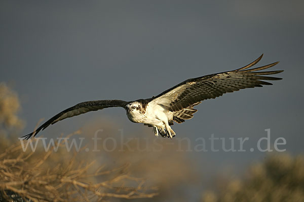 Fischadler (Pandion haliaetus)