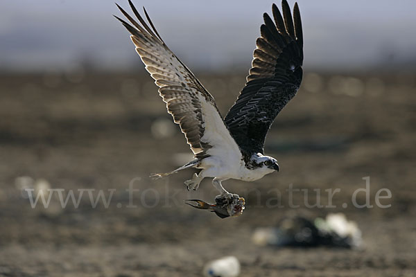 Fischadler (Pandion haliaetus)