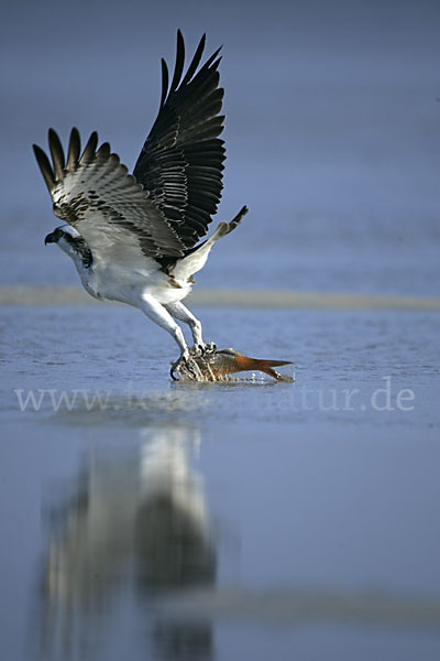 Fischadler (Pandion haliaetus)