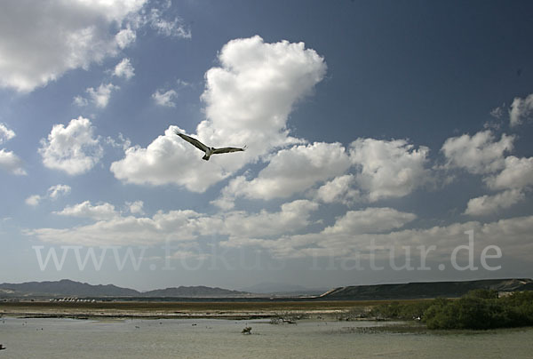 Fischadler (Pandion haliaetus)