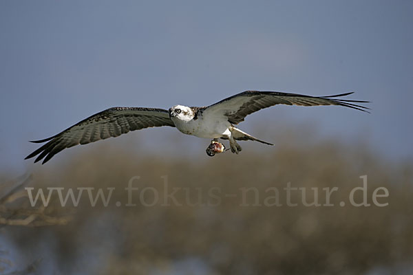 Fischadler (Pandion haliaetus)