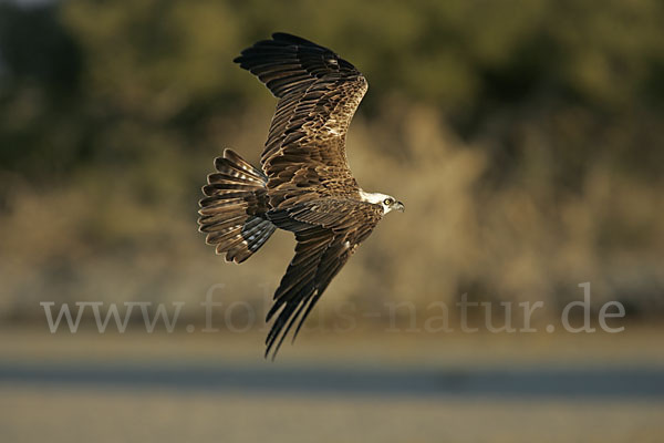 Fischadler (Pandion haliaetus)