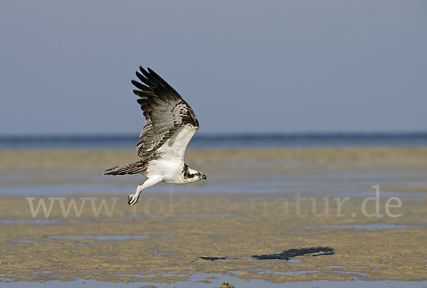 Fischadler (Pandion haliaetus)