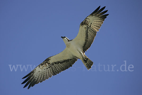 Fischadler (Pandion haliaetus)