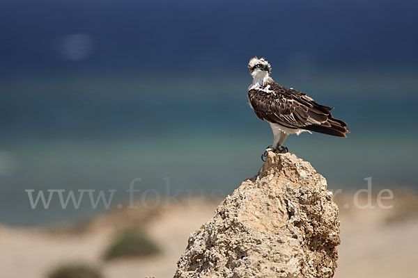 Fischadler (Pandion haliaetus)