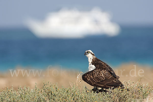 Fischadler (Pandion haliaetus)