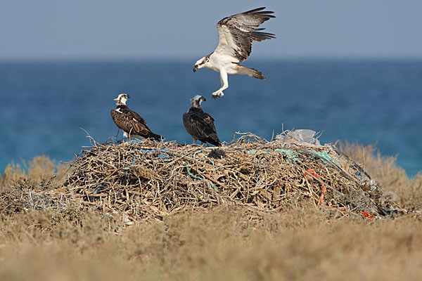 Fischadler (Pandion haliaetus)