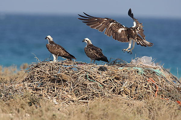 Fischadler (Pandion haliaetus)