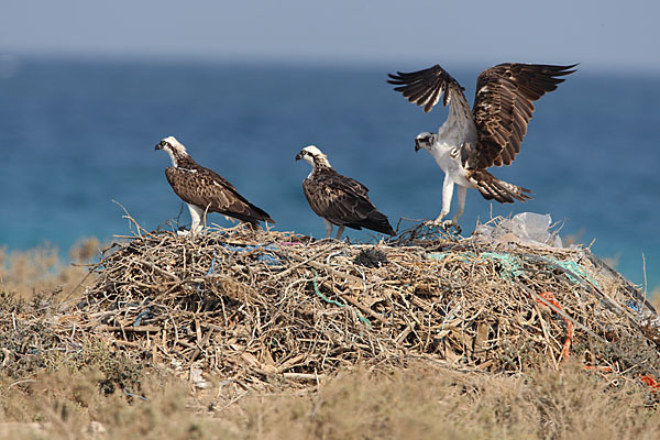 Fischadler (Pandion haliaetus)