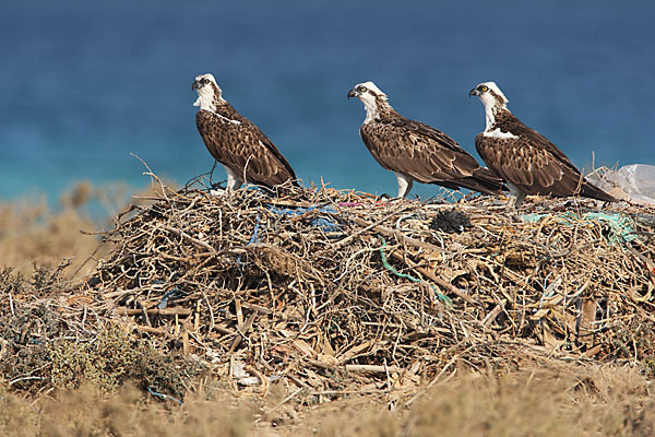 Fischadler (Pandion haliaetus)