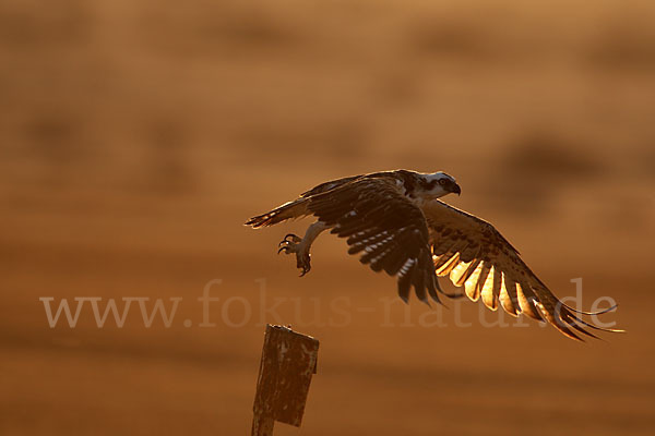 Fischadler (Pandion haliaetus)