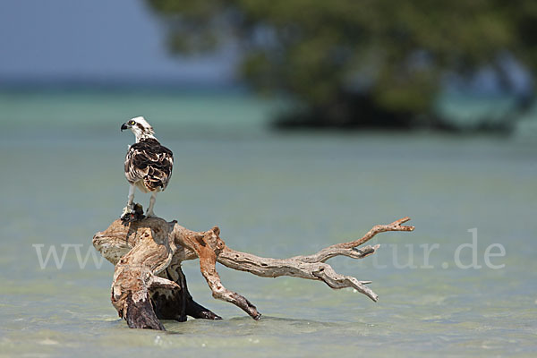 Fischadler (Pandion haliaetus)