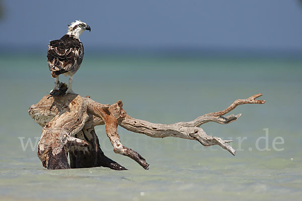 Fischadler (Pandion haliaetus)