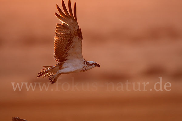 Fischadler (Pandion haliaetus)