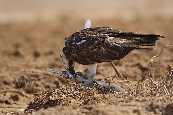 Fischadler (Pandion haliaetus)