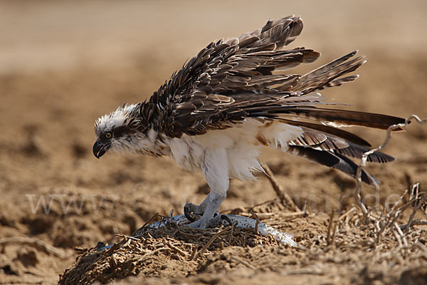 Fischadler (Pandion haliaetus)