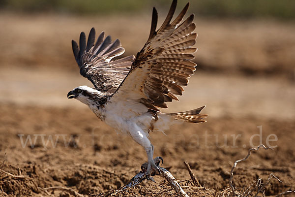 Fischadler (Pandion haliaetus)