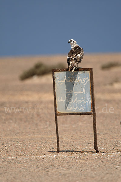 Fischadler (Pandion haliaetus)