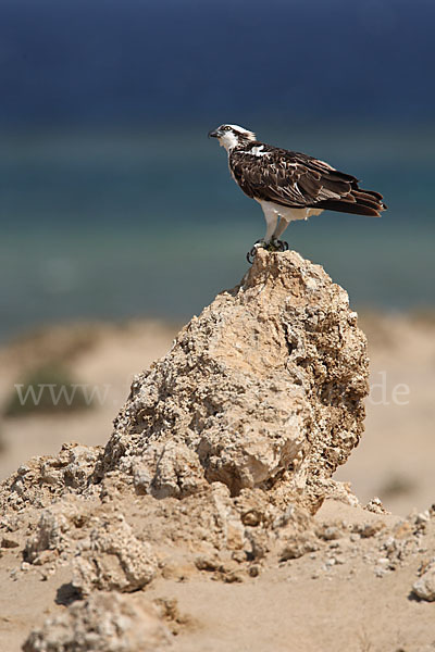 Fischadler (Pandion haliaetus)