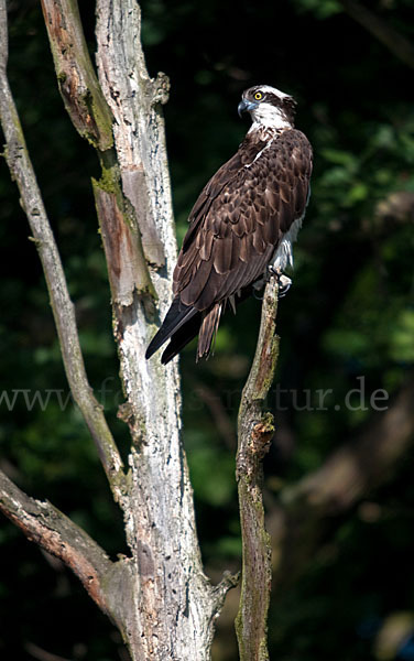 Fischadler (Pandion haliaetus)