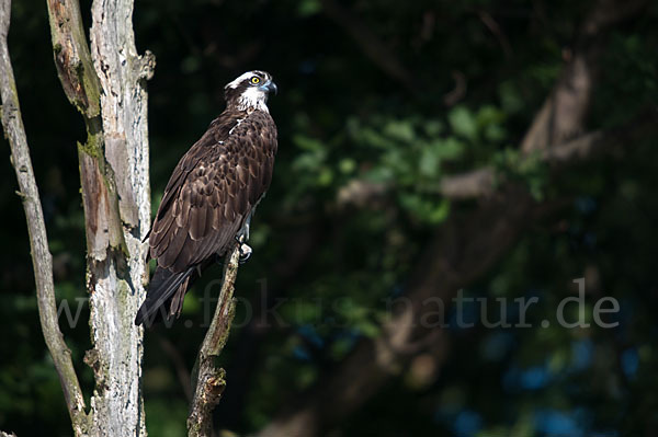 Fischadler (Pandion haliaetus)