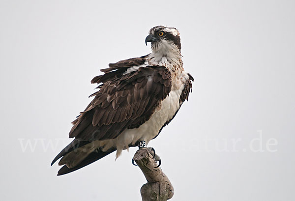 Fischadler (Pandion haliaetus)