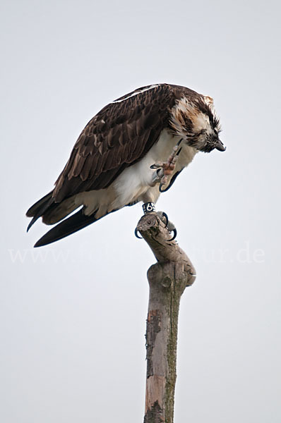 Fischadler (Pandion haliaetus)