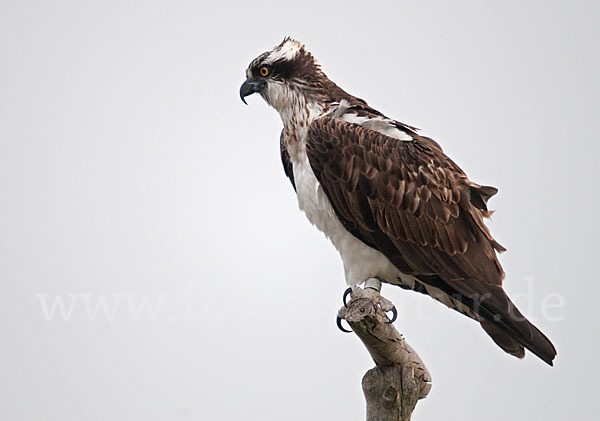 Fischadler (Pandion haliaetus)