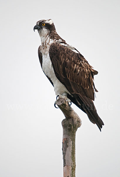 Fischadler (Pandion haliaetus)