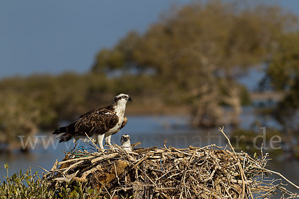 Fischadler (Pandion haliaetus)