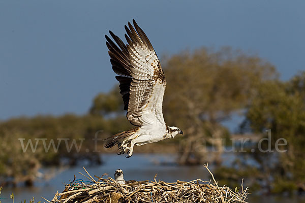 Fischadler (Pandion haliaetus)