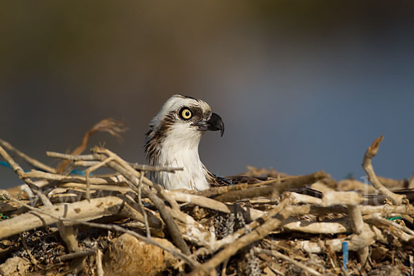 Fischadler (Pandion haliaetus)