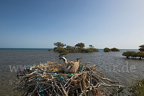 Fischadler (Pandion haliaetus)