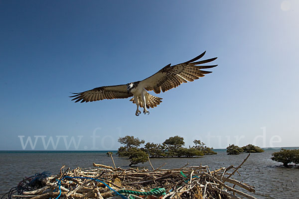 Fischadler (Pandion haliaetus)