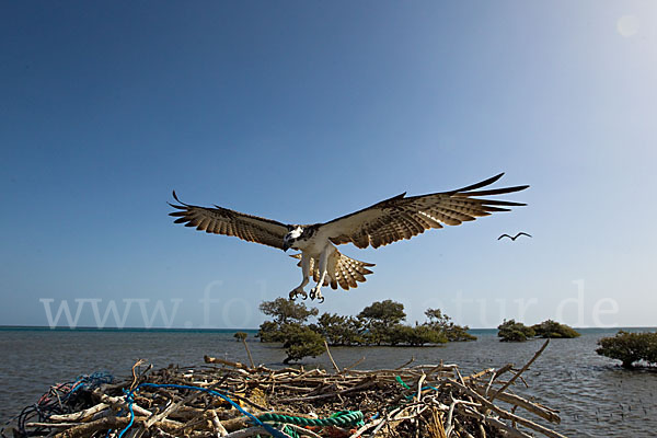 Fischadler (Pandion haliaetus)