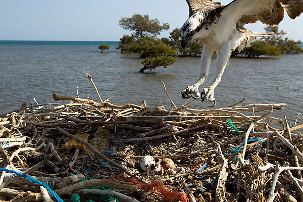 Fischadler (Pandion haliaetus)