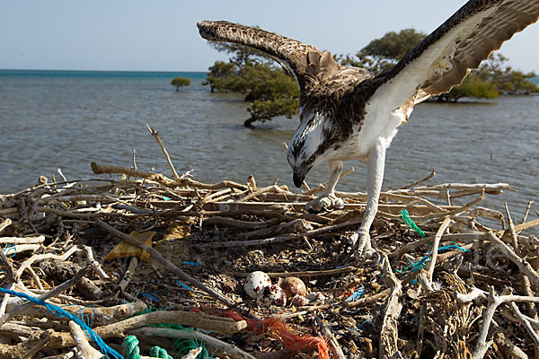 Fischadler (Pandion haliaetus)