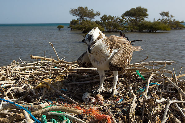 Fischadler (Pandion haliaetus)